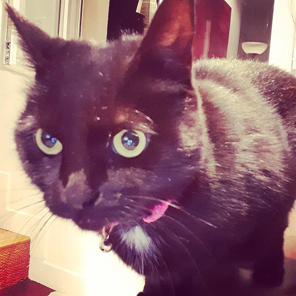 Mercedes participe au concours pour gagner de l'argent avec cette photo : asian, black, black_cat, bombay, carnivore, cat, domestic_short_haired_cat, ear, eye, felidae, fur, iris, kitten, mammal, sky, small_to_medium_sized_cats, snapshot, snout, vertebrate, whiskers