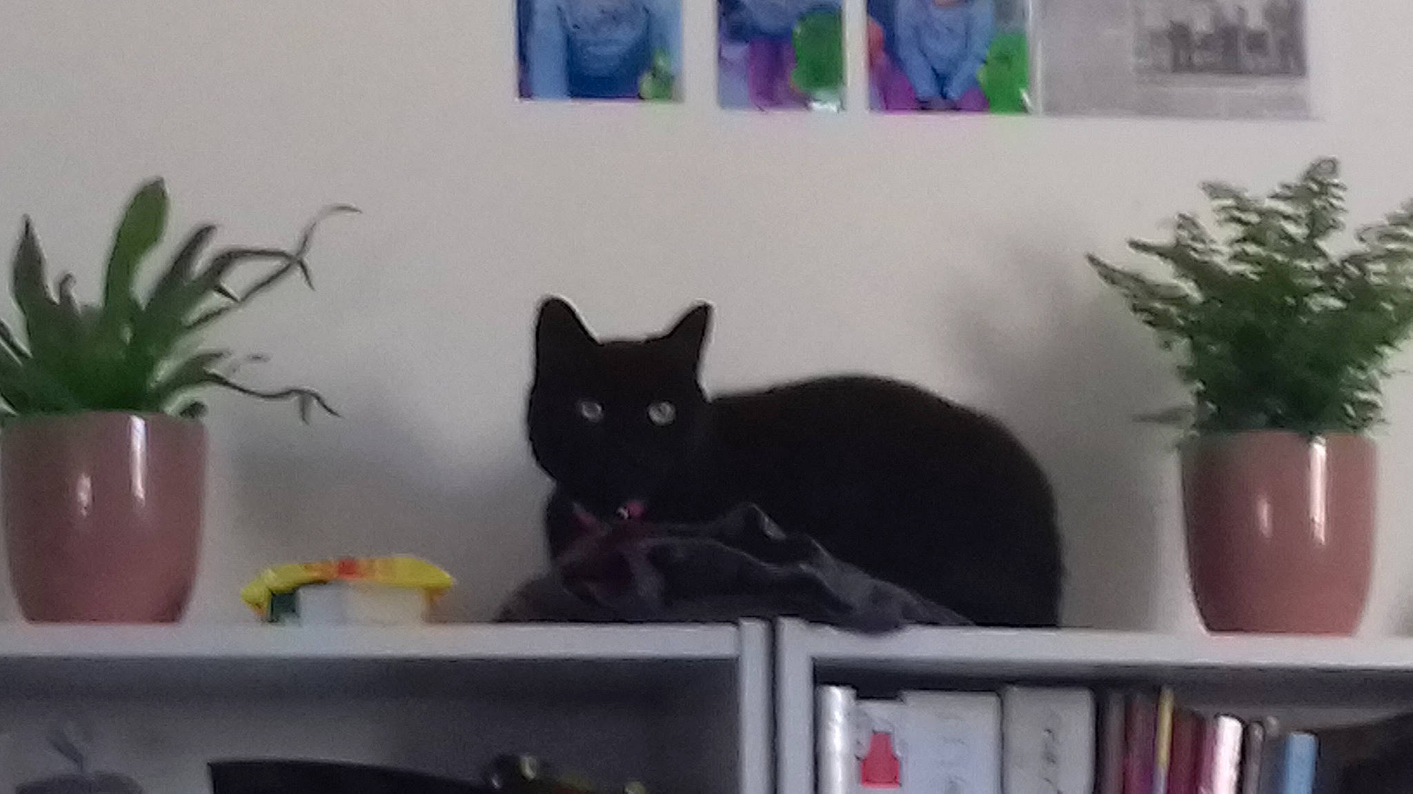 Mercedes a rejoint le concours — aidez-le/la à gagner de superbes lots ! asian, black_cat, bombay, british_shorthair, carnivore, cat, domestic_short_haired_cat, eye, felidae, houseplant, kitten, mammal, plant, polydactyl_cat, room, russian_blue, small_to_medium_sized_cats, tail, vertebrate, whiskers