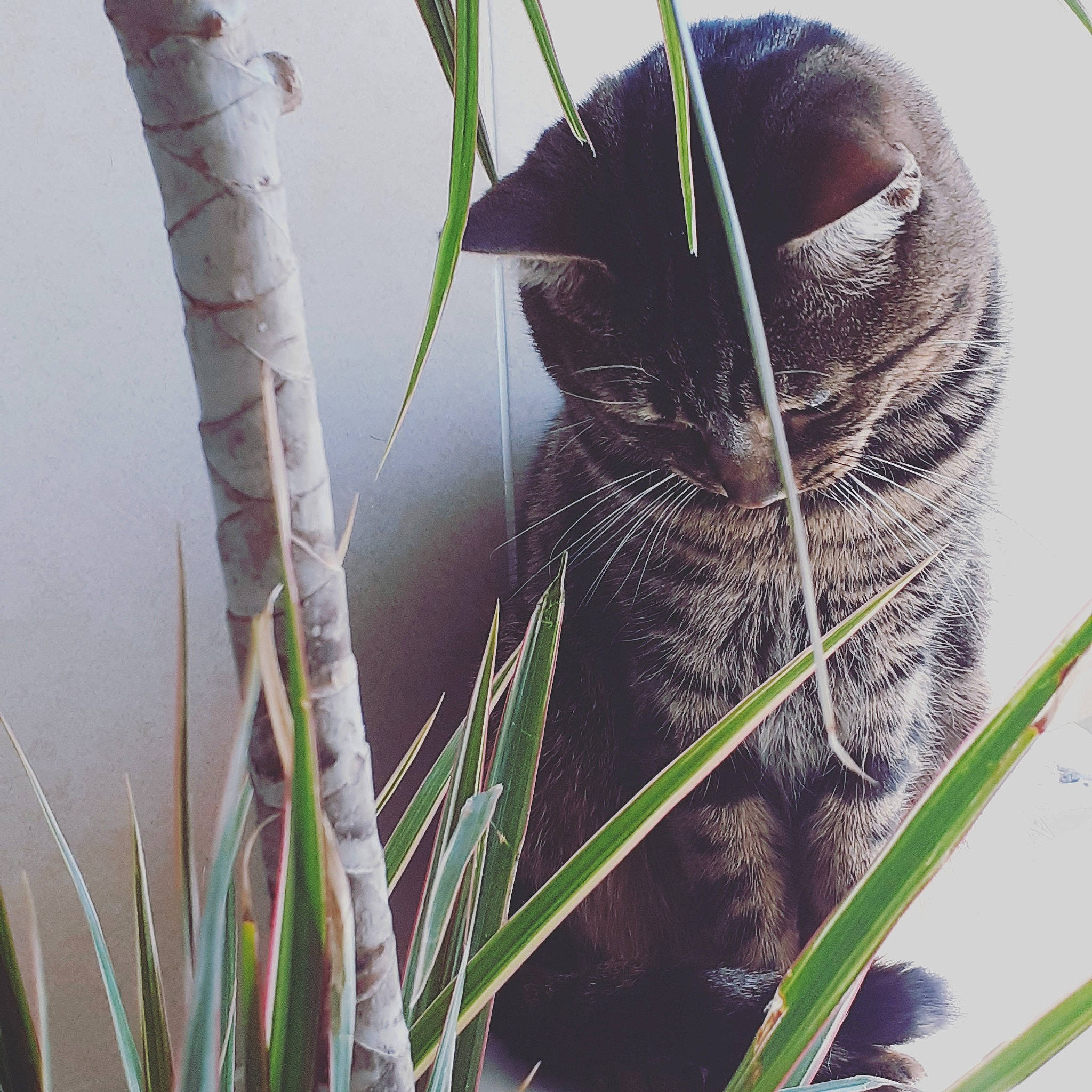 Mushu a rejoint le concours — aidez-le/la à gagner de superbes lots ! black_cat, carnivore, cat, eye, felidae, grass, grass_family, organism, plant, plant_stem, small_to_medium_sized_cats, snout, tail, whiskers
