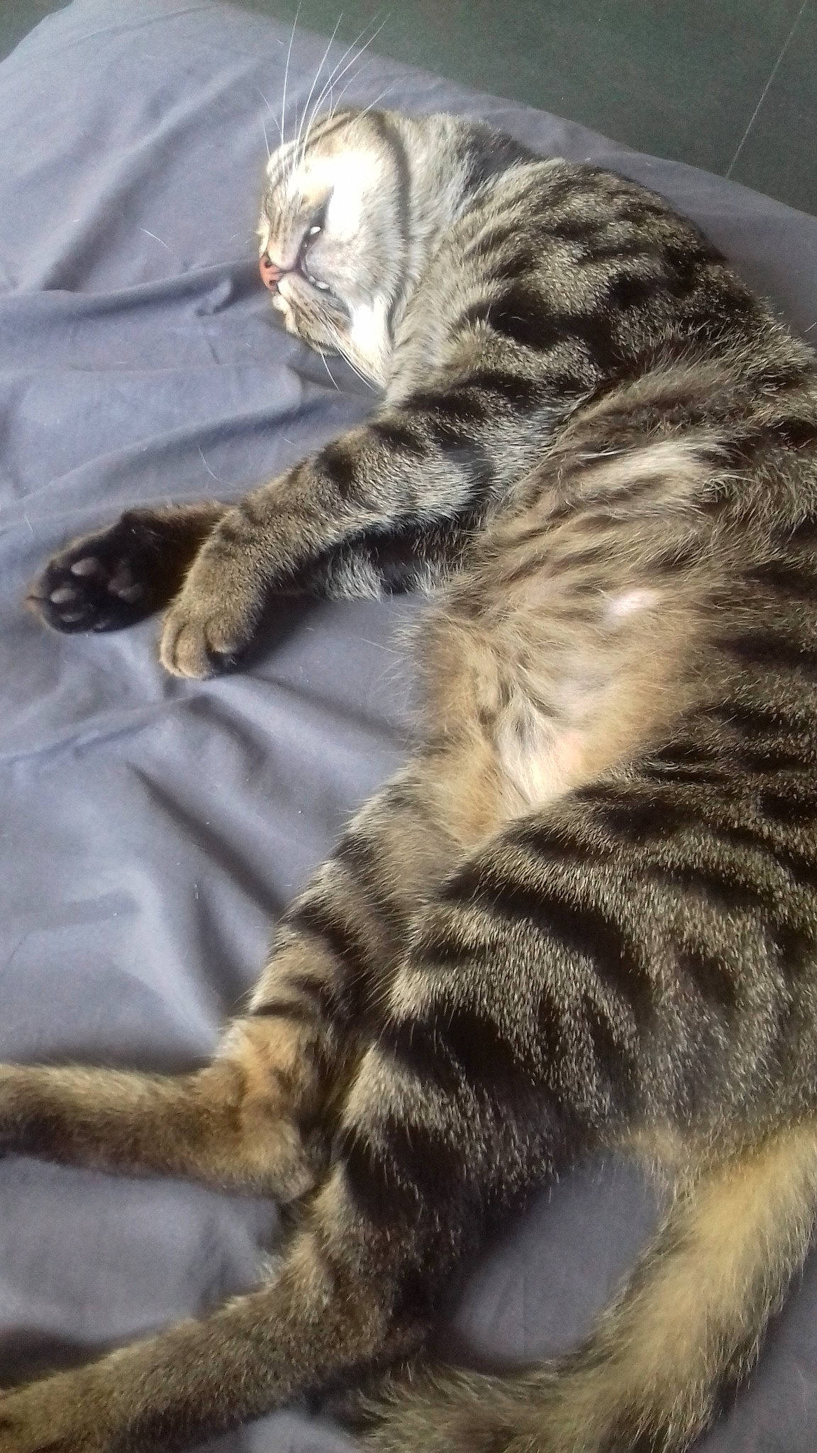 Mushu participe au concours pour gagner de l'argent avec cette photo : american_shorthair, asian, california_spangled, carnivore, cat, domestic_short_haired_cat, dragon_li, egyptian_mau, european_shorthair, felidae, fur, mammal, ocicat, pixie_bob, small_to_medium_sized_cats, tabby_cat, tail, vertebrate, whiskers, wild_cat