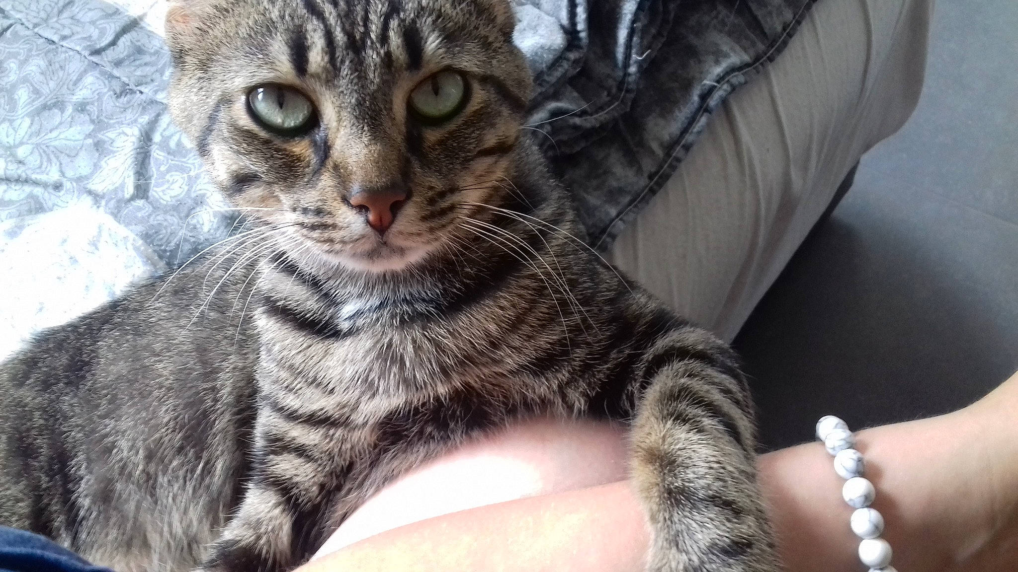 Mushu participe au concours pour gagner de l'argent avec cette photo : american_shorthair, american_wirehair, asian, australian_mist, california_spangled, carnivore, cat, domestic_short_haired_cat, dragon_li, egyptian_mau, european_shorthair, felidae, kitten, mammal, ocicat, pixie_bob, small_to_medium_sized_cats, tabby_cat, vertebrate, whiskers