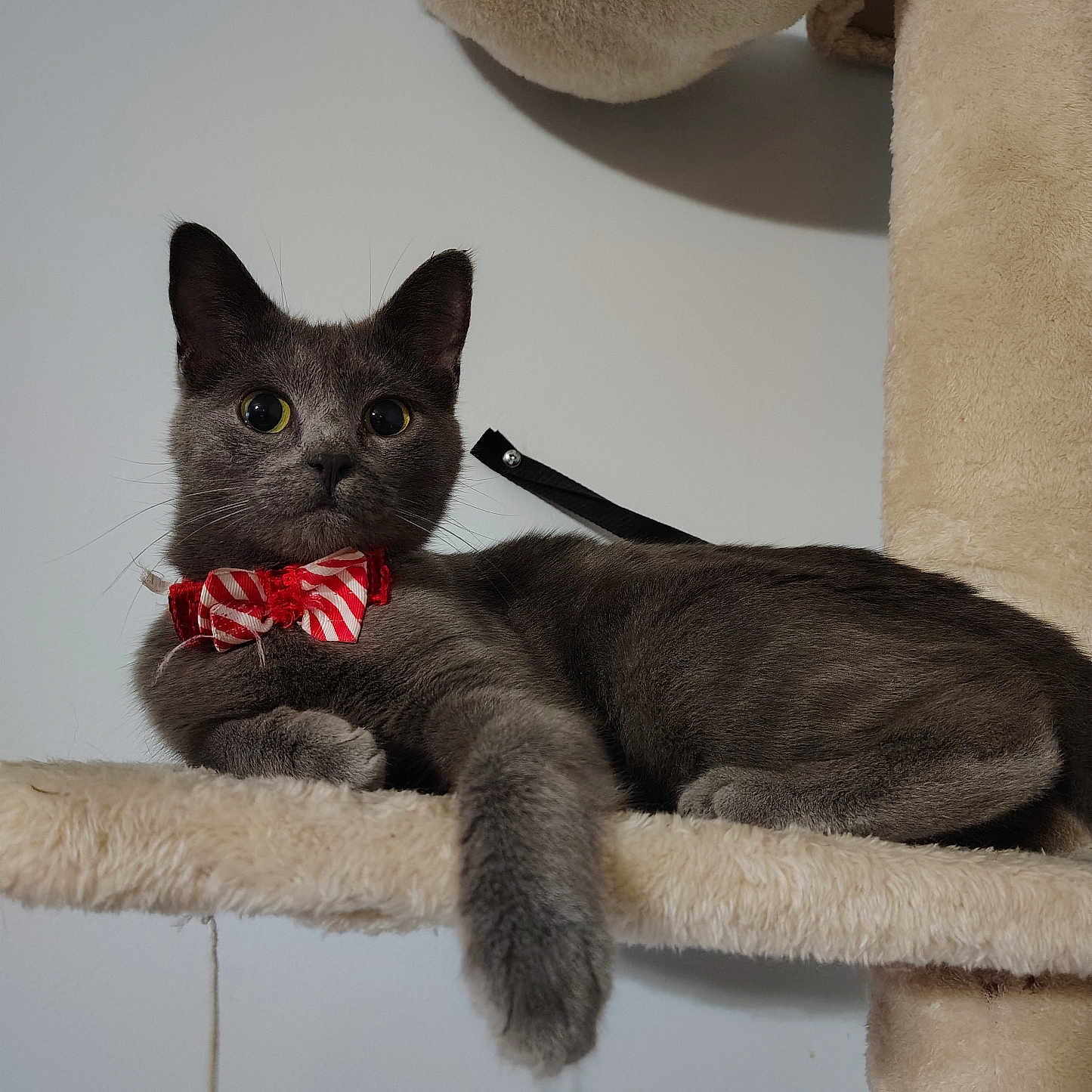 Chumley is registered to the contest to win money with this photo: animal, bow_tie, cat, cat_tree, claws, curious, cute, domestic_cat, feline, fur, gray_cat, indoor, paw, pet, playful, plush, relaxed, resting, toy, whiskers