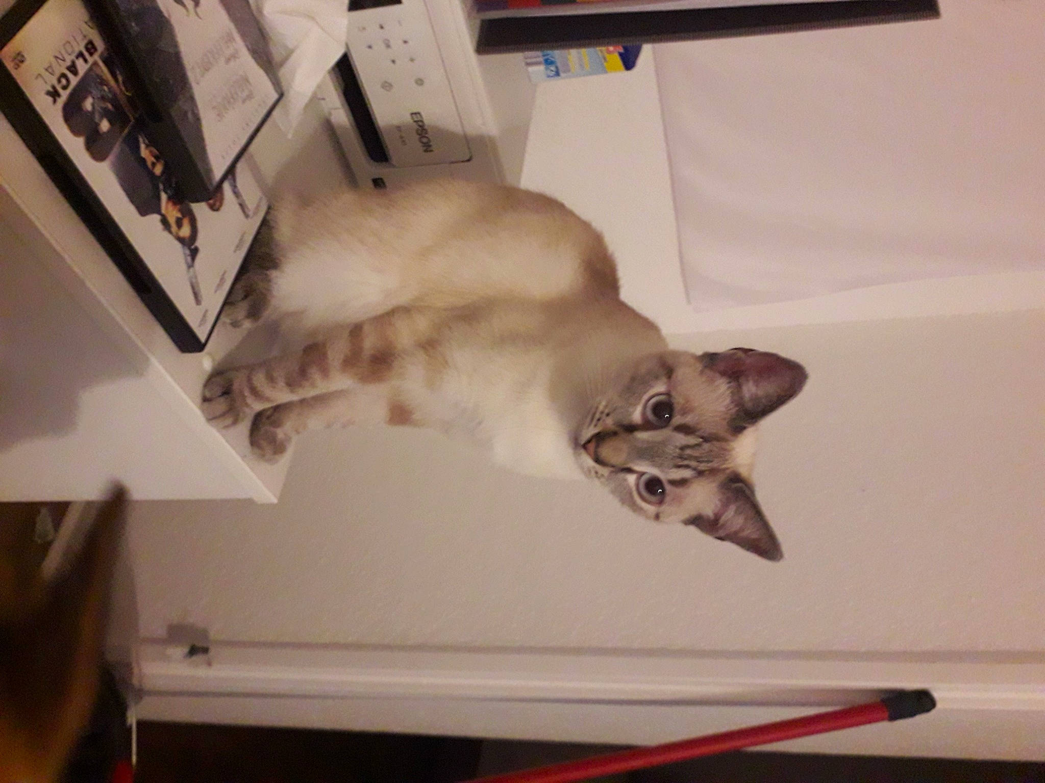 Saphyr a rejoint le concours — aidez-le/la à gagner de superbes lots ! balinese, carnivore, cat, colorpoint_shorthair, drawing, fawn, felidae, kitten, siamese, singapura, small_to_medium_sized_cats, tail, tonkinese, whiskers