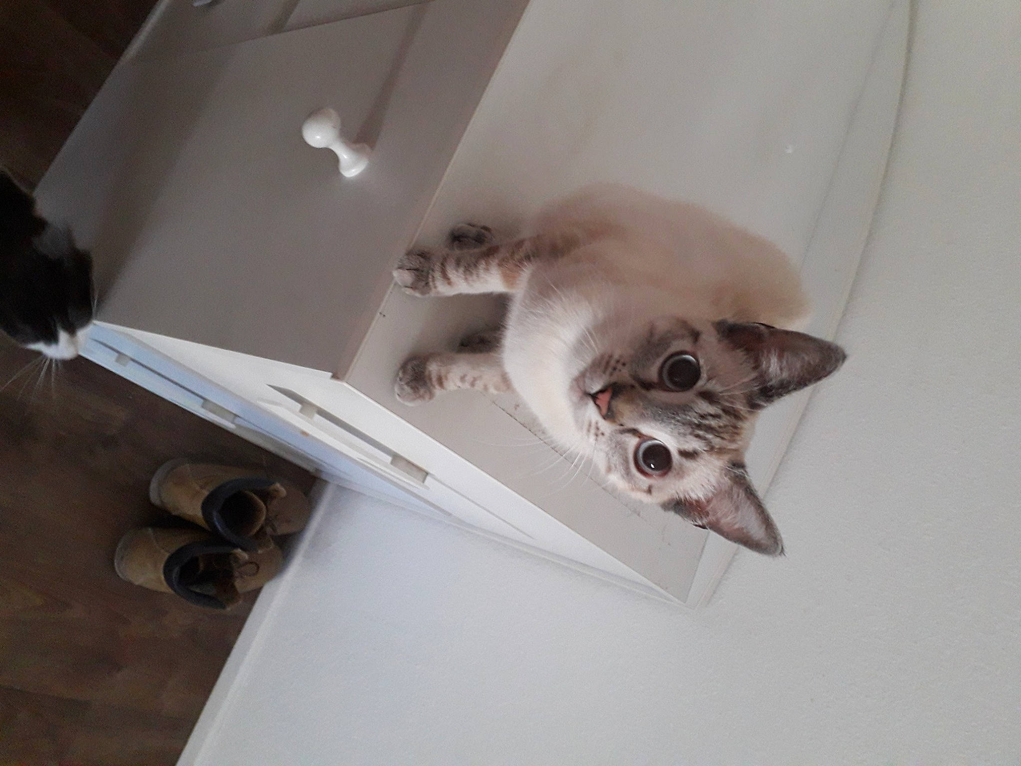 Saphyr a rejoint le concours — aidez-le/la à gagner de superbes lots ! carnivore, cat, domestic_short_haired_cat, felidae, kitten, small_to_medium_sized_cats, whiskers