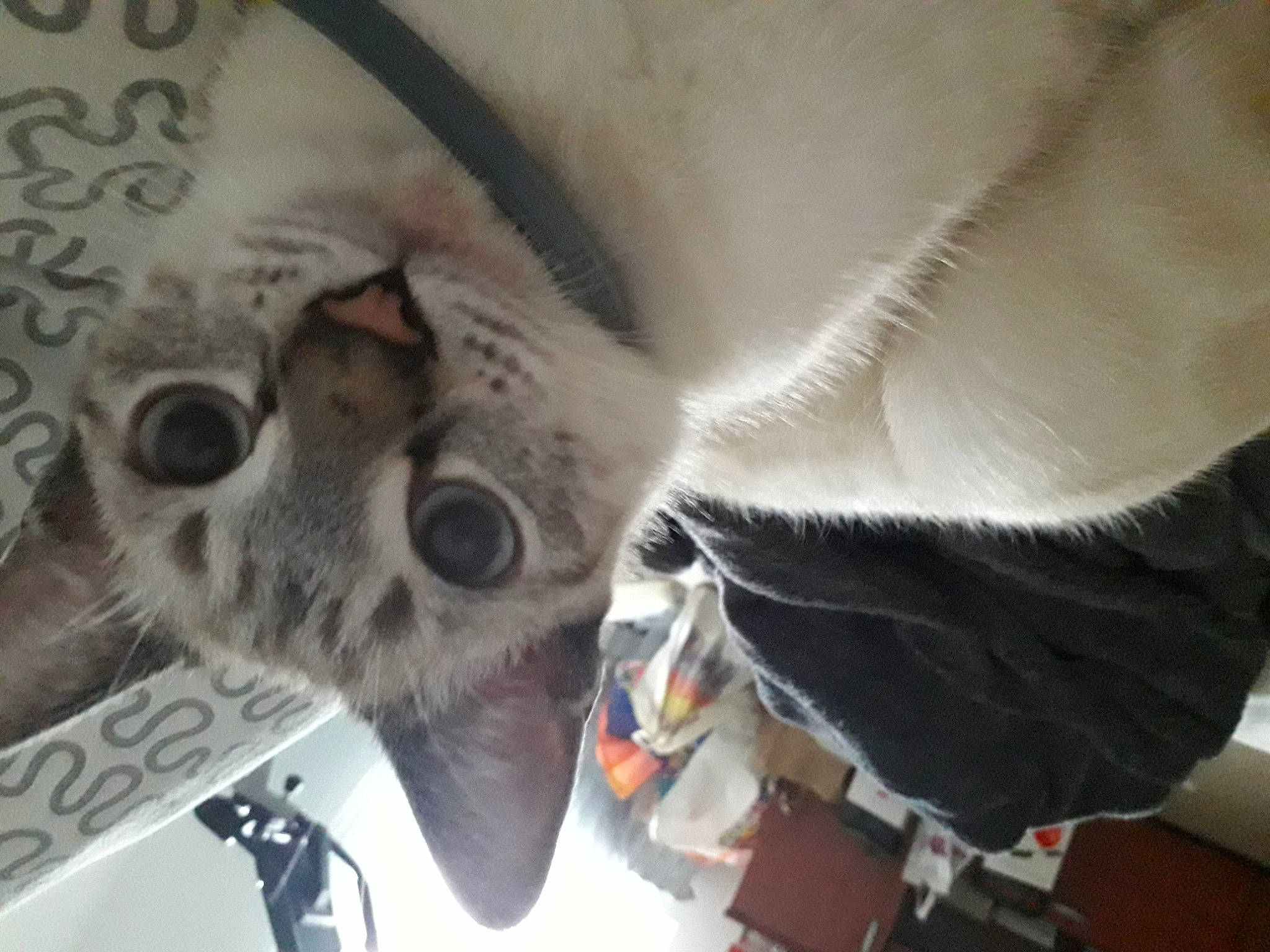 Saphyr a rejoint le concours — aidez-le/la à gagner de superbes lots ! ear, snout