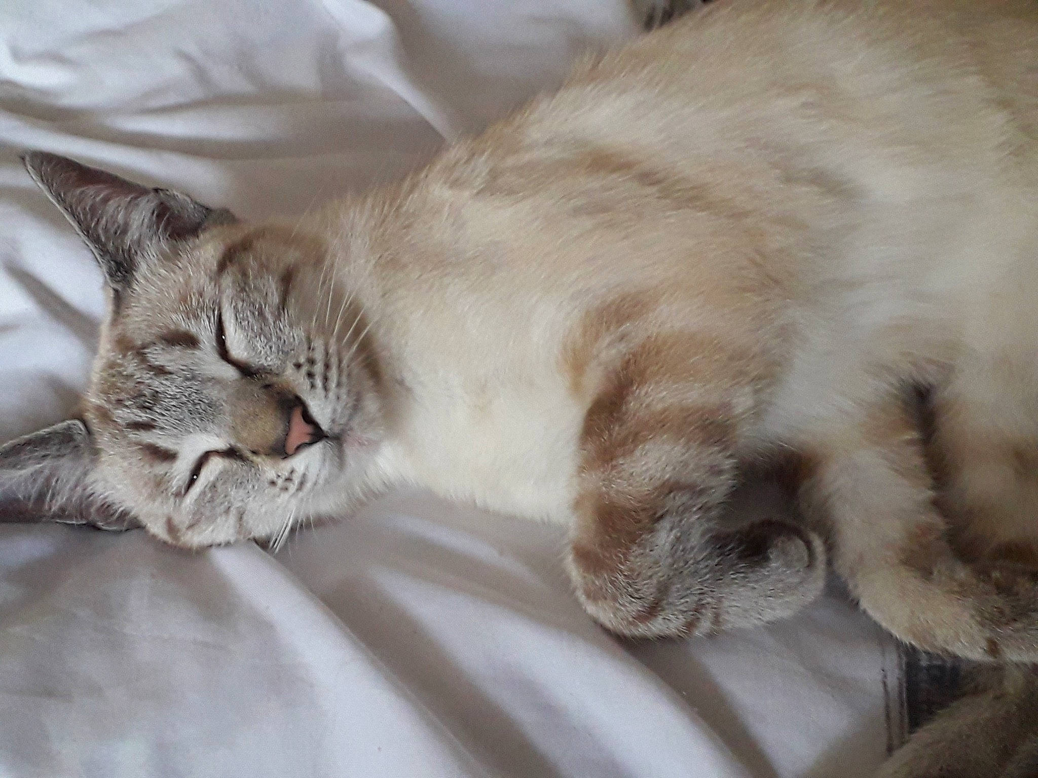 Saphyr a rejoint le concours — aidez-le/la à gagner de superbes lots ! aegean_cat, asian, australian_mist, british_semi_longhair, burmilla, carnivore, cat, claw, domestic_short_haired_cat, dragon_li, european_shorthair, felidae, fur, mammal, nap, paw, singapura, small_to_medium_sized_cats, snout, whiskers