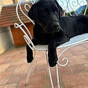 Volvic a rejoint le concours — aidez-le/la à gagner de superbes lots ! animal, black_dog, blurred_background, canine, chair, companion, daylight, dog, domestic_animal, furniture, labrador, outdoor, patio, paws, pet, relaxed, resting, sunlight, terrace, wrought_iron