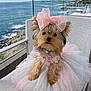 dog, small_dog, pet, yorkshire_terrier, pink_bow, tutu_dress, pink_tulle, heart_tag, collar, chair, balcony, ocean, coast, waves, sky, outdoor, portrait, cute, fancy_dress, table_setting
