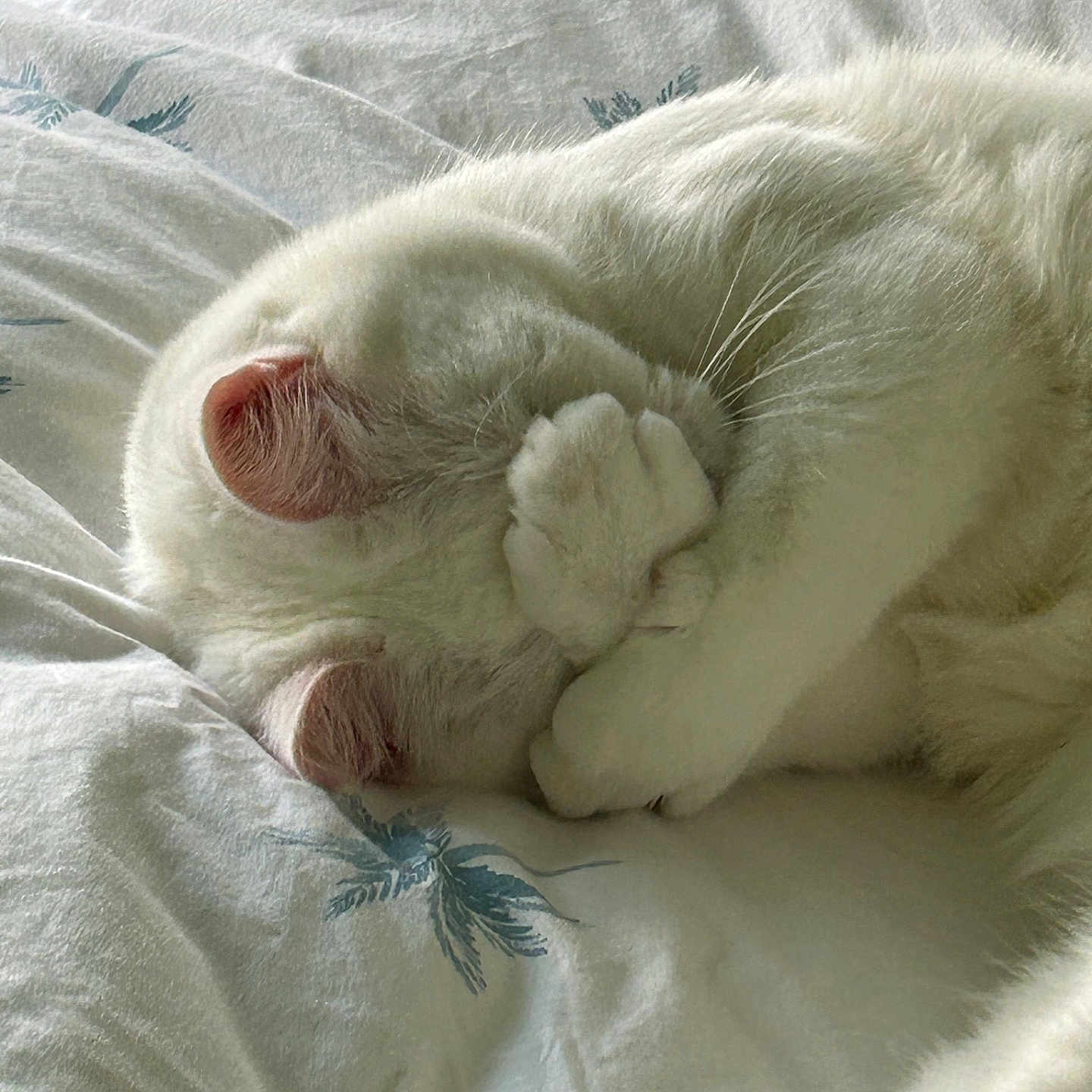 Chunky is registered to the contest to win money with this photo: abyssinian, angora, animal, bed, bedroom, blanket, cat, furniture, homedecor, indoors, kitten, linen, manx, person, pet, quilt, room, siamese, sleeping, white