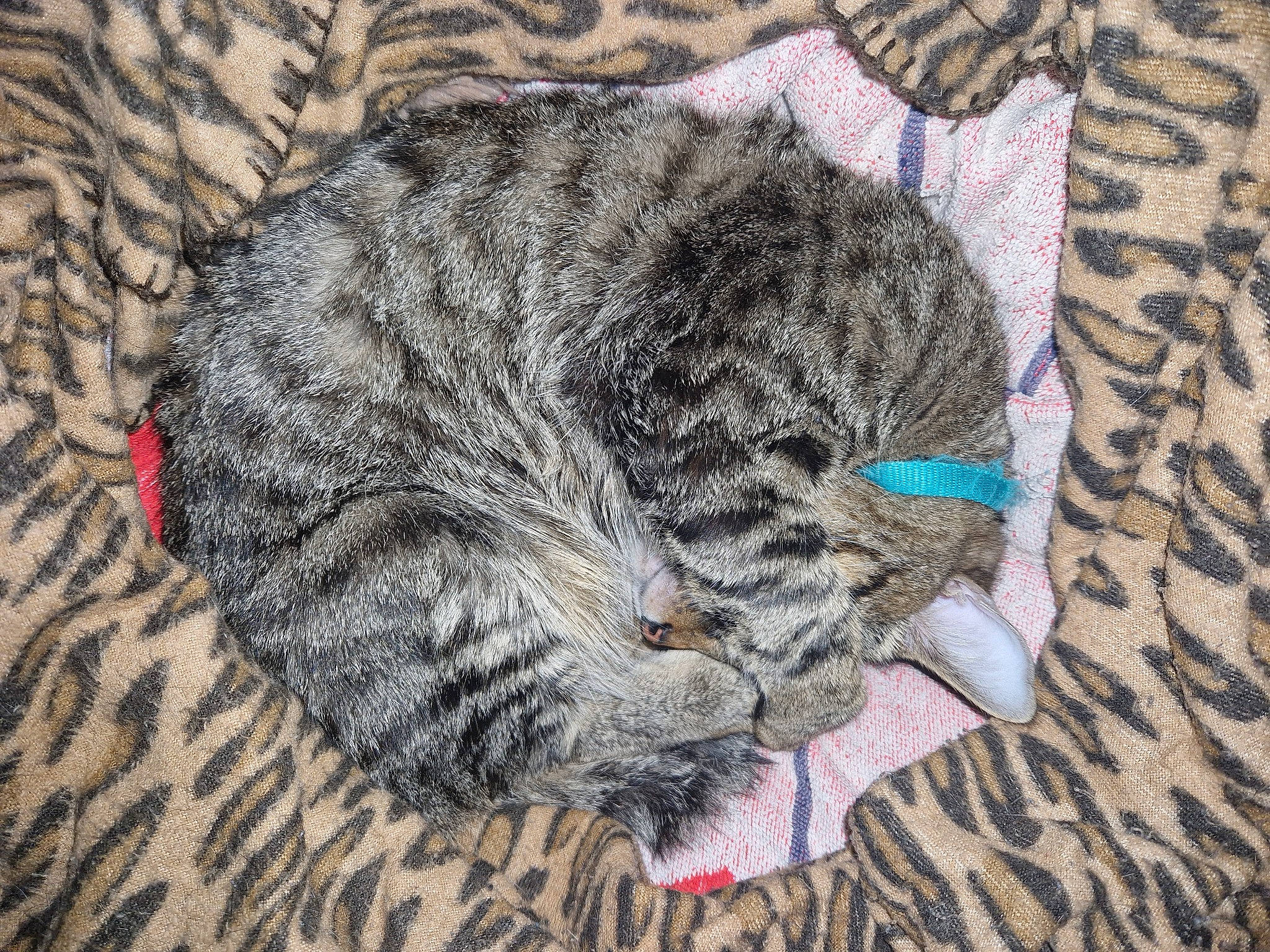 Boubou a rejoint le concours — aidez-le/la à gagner de superbes lots ! art, carnivore, cat, cat_bed, claw, domestic_short_haired_cat, felidae, fur, grey, nap, pattern, paw, sleep, small_to_medium_sized_cats, snout, tail, terrestrial_animal, whiskers, wildlife