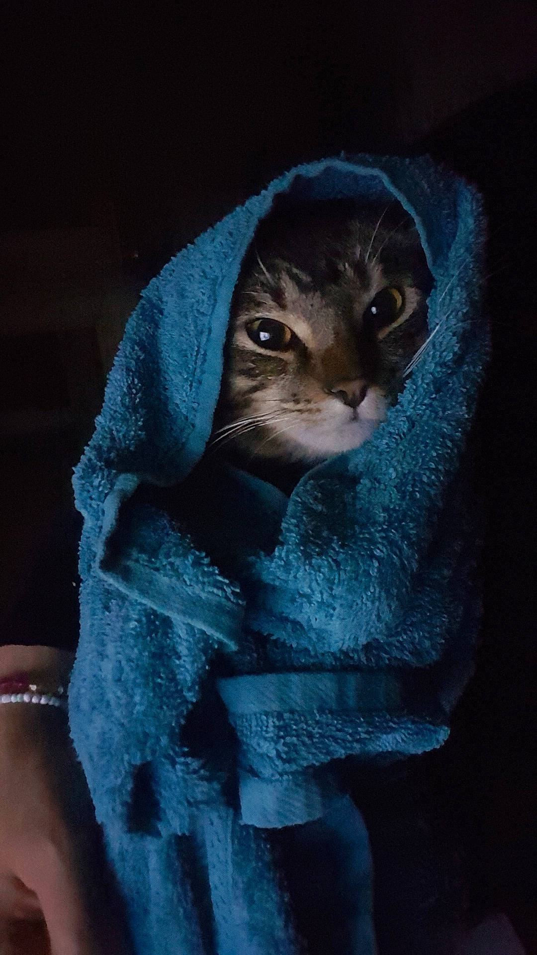 Boubou participe au concours pour gagner de l'argent avec cette photo : carnivore, cat, darkness, denim, domestic_short_haired_cat, electric_blue, felidae, formal_wear, fur, grey, hat, hood, linens, sleeve, small_to_medium_sized_cats, t_shirt, top, whiskers, window