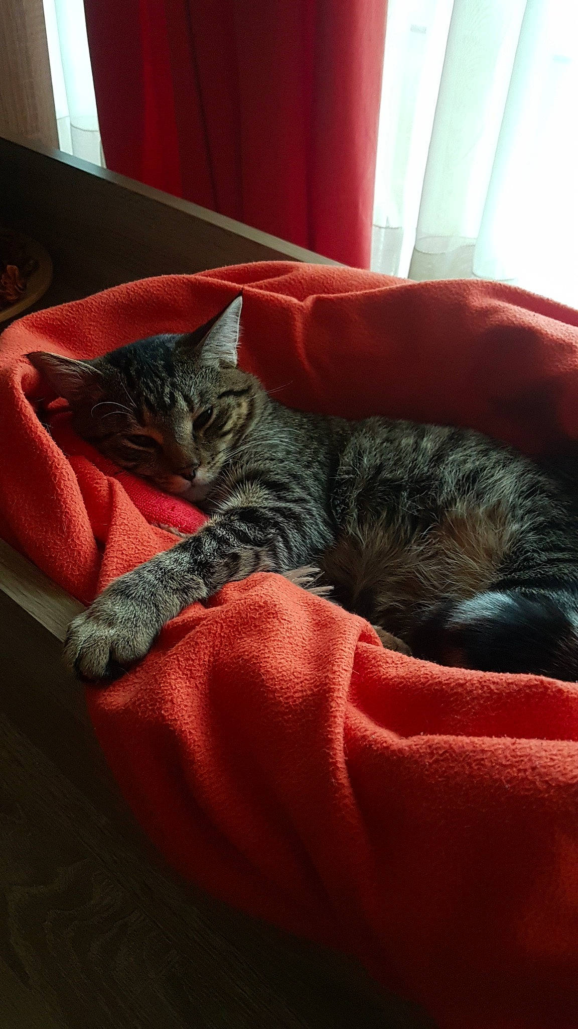 Boubou a rejoint le concours — aidez-le/la à gagner de superbes lots ! bed, carnivore, cat, cat_bed, comfort, curtain, domestic_short_haired_cat, felidae, fur, furniture, grey, linens, nap, room, sitting, small_to_medium_sized_cats, tail, textile, whiskers, wood