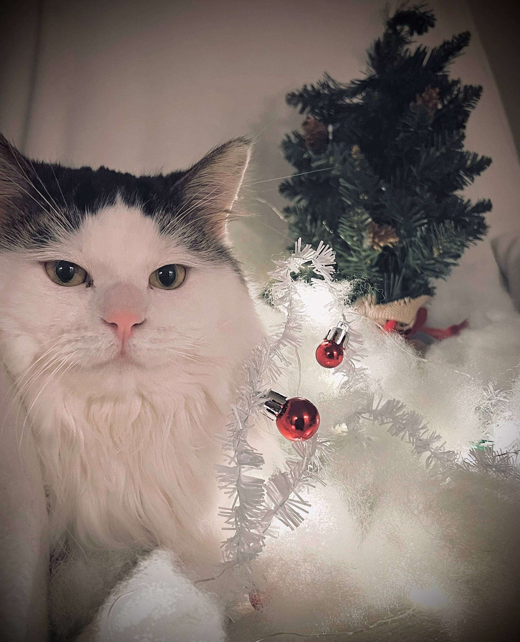 Jasper joined the competition — help win amazing prizes! art, carnivore, cat, christmas, christmas_ornament, conifer, domestic_short_haired_cat, event, felidae, freezing, fur, holiday, ornament, plant, small_to_medium_sized_cats, tree, twig, whiskers, window, winter