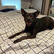Shiloh joined the competition — help win amazing prizes! bed, bedroom, blanket, canine, comforter, cute, dog, domestic_animal, ears, fur, furniture, indoor, lying_down, mirror, mouth, pet, pillow, relaxing, smiling, tongue