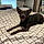 Shiloh