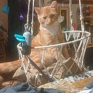 Wiggles is registered to the contest to win money with this photo: animal, blanket, cat, cozy, cushion, decor, domestic, furniture, hanging_basket, home, indoor, macrame, orange_tabby, pet, pillow, relaxed, resting, room, sign, soft