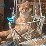 animal, blanket, cat, cozy, cushion, decor, domestic, furniture, hanging_basket, home, indoor, macrame, orange_tabby, pet, pillow, relaxed, resting, room, sign, soft