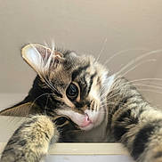 Nox participe au concours pour gagner de l'argent avec cette photo : animal, cat, close_up, curious, cute, ears, eyes, face, feline, fur, indoor, mammal, nose, paws, pet, playful, portrait, soft_light, tabby, whiskers
