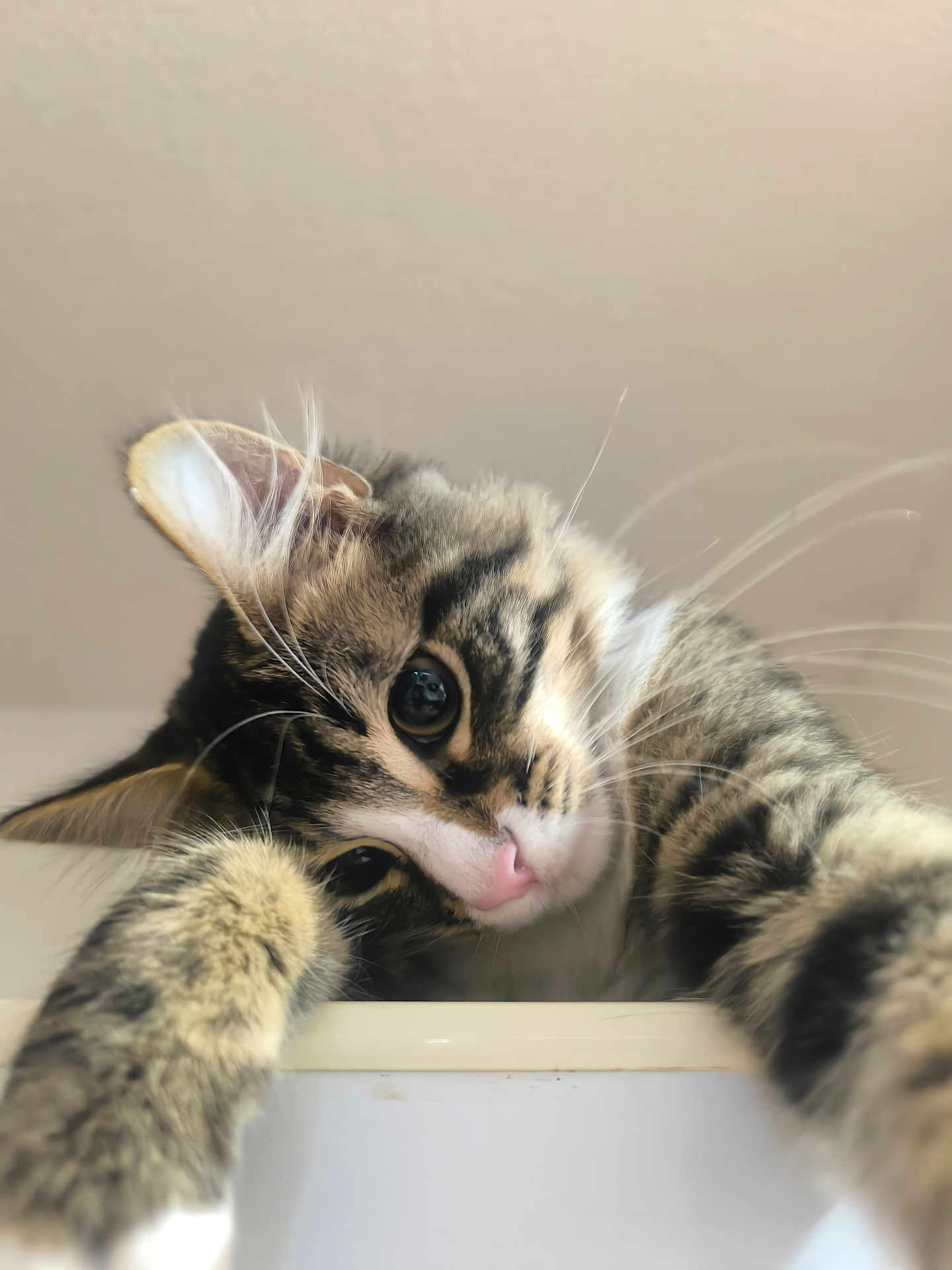 Nox participe au concours pour gagner de l'argent avec cette photo : animal, cat, close_up, curious, cute, ears, eyes, face, feline, fur, indoor, mammal, nose, paws, pet, playful, portrait, soft_light, tabby, whiskers
