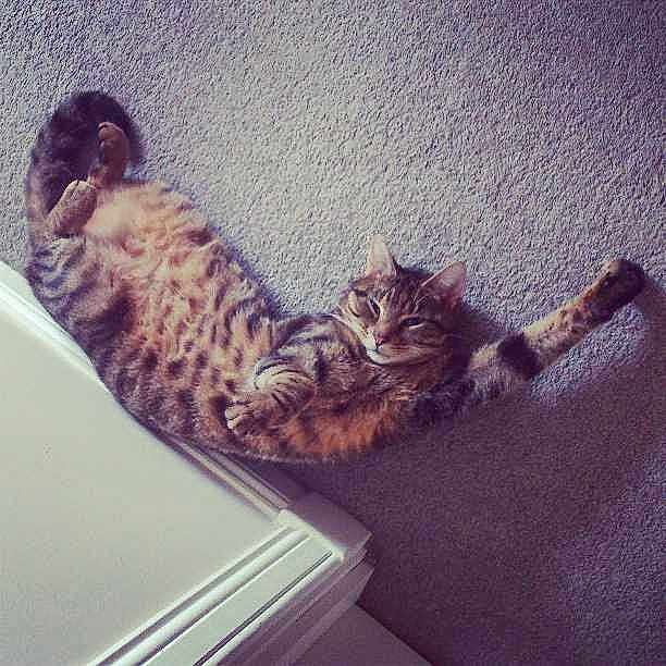 Earl joined the competition — help win amazing prizes!