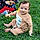 Praneeth Thunugunta
