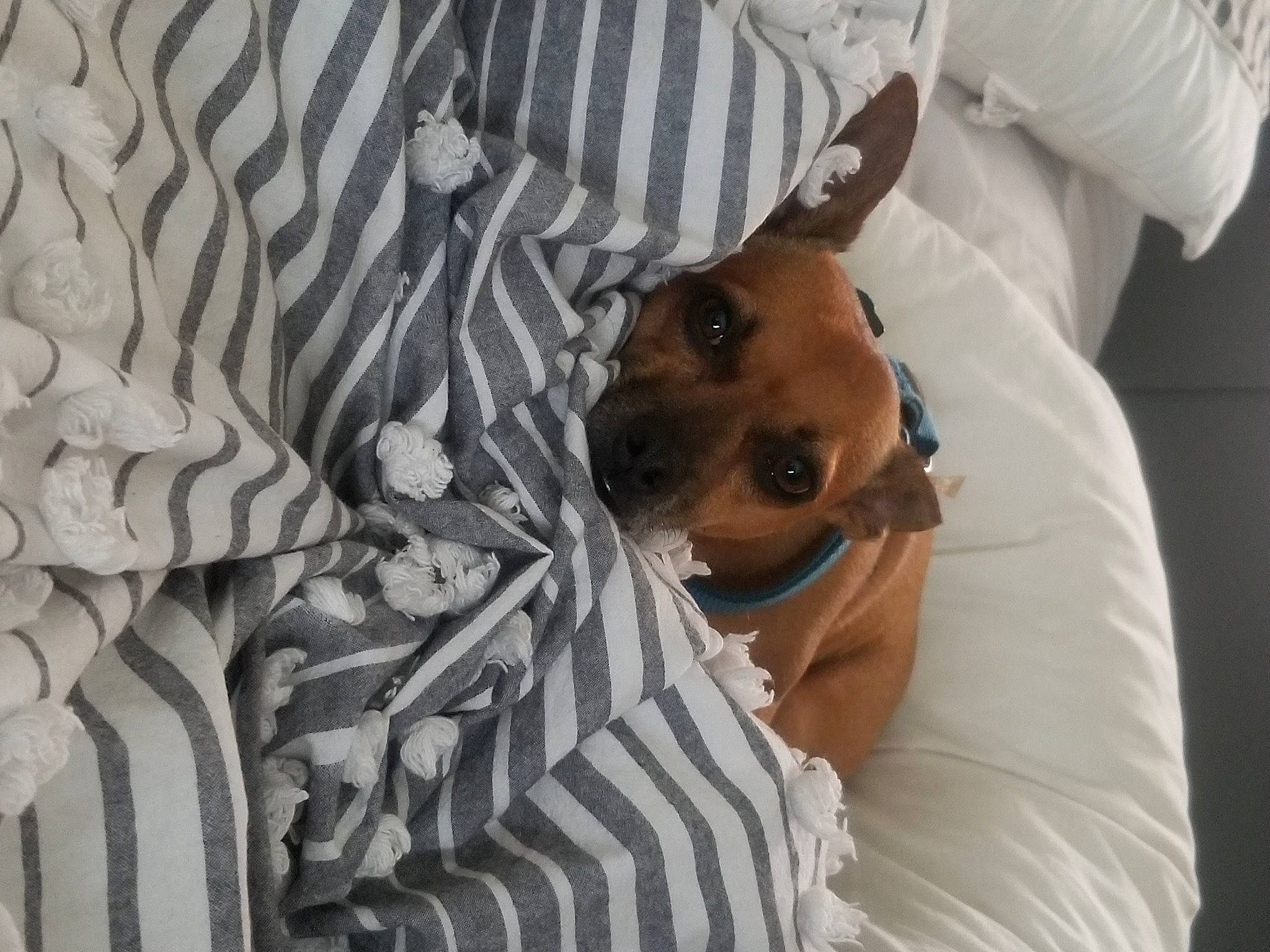Taco joined the competition — help win amazing prizes! canidae, carnivore, companion_dog, dachshund, dog, dog_breed, fawn, miniature_pinscher, non_sporting_group, puppy, snout, toy_dog
