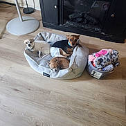Luna joined the competition — help win amazing prizes! dog, small_dog, dog_bed, plush_toys, basket, wooden_floor, fireplace, lamp, indoor, pet, resting, brown_dog, white_dog, black_and_brown_dog, cozy, home_interior, flooring, relaxing, animal, cute