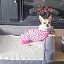 Luna is registered to the contest to win money with this photo: dog, pet_bed, fireplace, plush_toys, basket, floor, wood_floor, clothing, indoor, home, cozy, small_dog, canine, pink_stripes, relaxing, warmth, furniture, toy_basket, cute, domestic