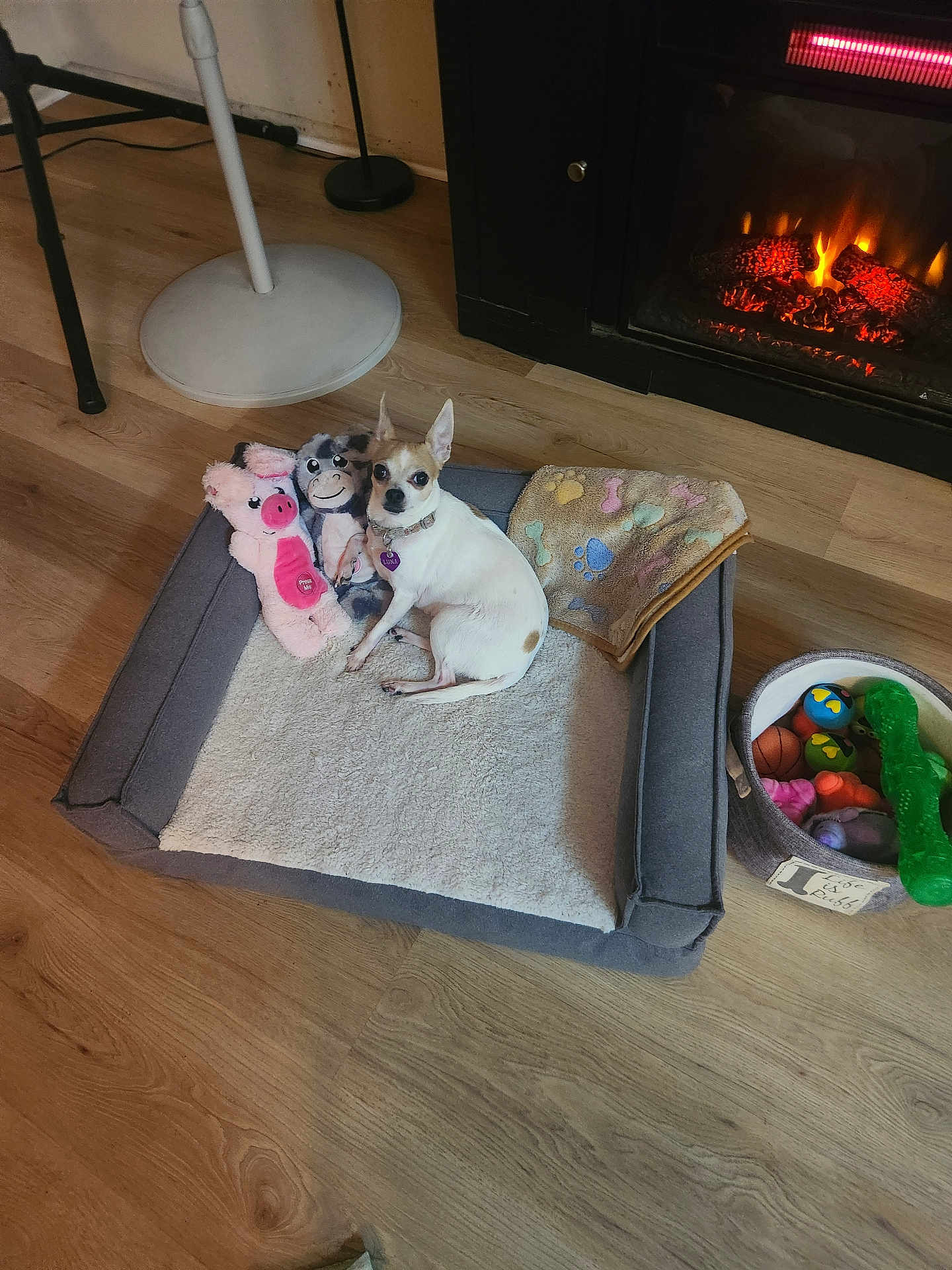 Luna joined the competition — help win amazing prizes! dog, pet_bed, stuffed_toys, blanket, floor, wood_flooring, basket, chew_toys, fireplace, warmth, indoor, small_dog, tan_spots, cozy, relaxed, home, comfort, animal, toy_pig, toy_monkey