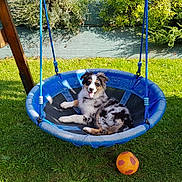 Uska a rejoint le concours — aidez-le/la à gagner de superbes lots ! dog, puppy, swing, blue_swing, grass, garden, outdoor, sunlight, greenery, toy, orange_ball, playground, pet, happy, tongue_out, fur, resting, summer, nature, leisure