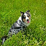 dog, australian_shepherd, grass, wildflowers, meadow, outdoor, nature, greenery, animal, pet, tongue_out, happy, sitting, fur, ears, tail, summer, field, sunlight, flora