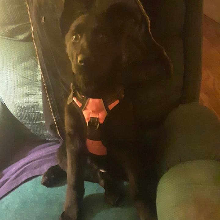 Piper is registered to the contest to win money with this photo: canidae, carnivore, comfort, companion_dog, dog, dog_breed, fawn, fur, guard_dog, liver, non_sporting_group, snout, sporting_group, terrestrial_animal, tints_and_shades, toy_dog, whiskers, working_animal