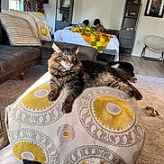 Ghostie joined the competition — help win amazing prizes! bed, carpet, cat, children, couch, footwear, furniture, home, indoor, living_room, ottoman, painting, pillow, plant, quilt, relaxation, shelf, sunlight, tabby_cat, window