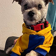 Buster is registered to the contest to win money with this photo: alert, animal, blue_clothing, closeup, companion, cozy, curtain, cute, dog, furry, hoodie, indoor, paw, pet, portrait, red_collar, sitting, small_dog, textured_wall, yellow_clothing