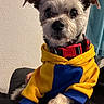 alert, animal, blue_clothing, closeup, companion, cozy, curtain, cute, dog, furry, hoodie, indoor, paw, pet, portrait, red_collar, sitting, small_dog, textured_wall, yellow_clothing