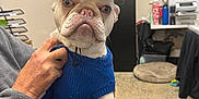 Bentley is registered to the contest to win money with this photo: dog, french_bulldog, hat, cowboy_hat, sweater, blue_sweater, pet, indoor, person, hand, office, desk, chair, sitting, pet_accessories, floor, cabinet, papers, shelves, casual