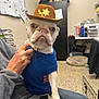 dog, french_bulldog, hat, cowboy_hat, sweater, blue_sweater, pet, indoor, person, hand, office, desk, chair, sitting, pet_accessories, floor, cabinet, papers, shelves, casual