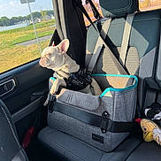 Bentley is registered to the contest to win money with this photo: dog, french_bulldog, car, car_interior, pet_booster_seat, sunlight, window, seatbelt, harness, travel, road_trip, pet, seat, toy, gray, black, leash, relaxed, daytime, vehicle