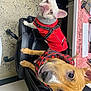 Bentley is registered to the contest to win money with this photo: dog, pet, indoor, office_chair, brown_dog, white_dog, red_jacket, black_jacket, floor, desk, keyboard, keys, curious, cute, animal, companion, leather_chair, looking_up, ears_up, sitting