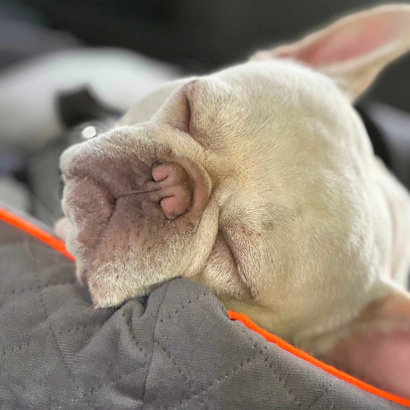 Bentley joined the competition — help win amazing prizes! animal, canine, close_up, cozy, cute, dog, ear, fur, gray_blanket, indoor, orange_trim, peaceful, pet, portrait, quilted_blanket, relaxation, resting, sleeping, snout, white_dog