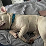 Bentley is registered to the contest to win money with this photo: dog, french_bulldog, sleeping, bed, blanket, collar, indoor, pet, white_dog, resting, cozy, fur, paw, fur_texture, laptop, bedroom, furniture, quiet, relaxed, nap