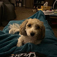 Xavier joined the competition — help win amazing prizes! dog, small_dog, pet, blanket, blue_blanket, indoor, living_room, carpet, furniture, television, shelf, cozy, cute, fur, animal, looking_up, domestic, companion, relaxed, home