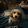 dog, small_dog, pet, blanket, blue_blanket, indoor, living_room, carpet, furniture, television, shelf, cozy, cute, fur, animal, looking_up, domestic, companion, relaxed, home