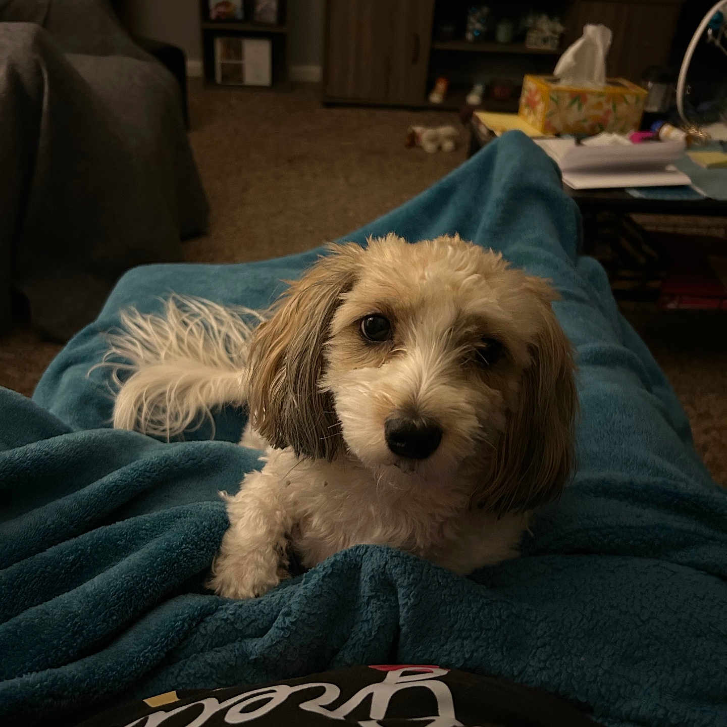 Xavier joined the competition — help win amazing prizes! dog, small_dog, pet, blanket, blue_blanket, indoor, living_room, carpet, furniture, television, shelf, cozy, cute, fur, animal, looking_up, domestic, companion, relaxed, home