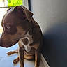 animal, brown_dog, calm, canine, dog, domestic_animal, ears, floor, indoor, light, looking_away, pet, quiet, shadow, side_view, sitting, snout, tile_floor, wall, window