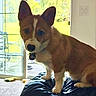 Winston is registered to the contest to win money with this photo: animal, backyard, carpet, collar, corgi, curious, cushion, dog, ears, fur, furniture, grass, home, indoor, pet, puppy, sliding_door, sunlight, tag, window