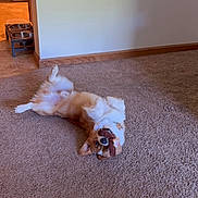 Winston joined the competition — help win amazing prizes! animal, brown, carpet, chewing, corgi, cute, dog, floor, fur, home, indoor, lying_down, mouth, pet, pet_bowls, playful, relaxed, stuffed_toy, toy, white