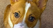 Winston joined the competition — help win amazing prizes! adorable, animal, brown, canine, carpet, close_up, corgi, cute, dog, ears, eyes, fur, indoor, looking_up, nose, pet, portrait, puppy, whiskers, white