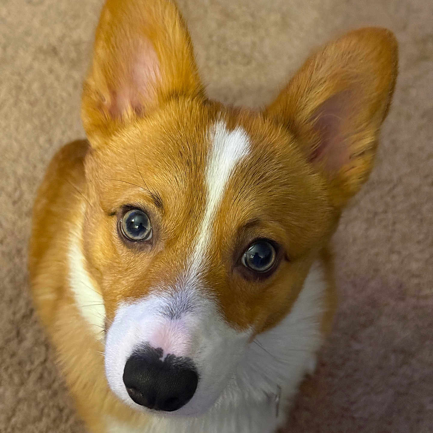 Winston joined the competition — help win amazing prizes! dog, corgi, puppy, close_up, pet, canine, ears, fur, nose, eyes, cute, animal, indoor, looking_up, portrait, adorable, whiskers, brown, white, carpet