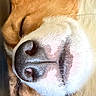 Winston is registered to the contest to win money with this photo: animal, calm, close_up, corgi, cute, dog, domestic_animal, ear, face, fur, leather, muzzle, nose, pet, portrait, relaxation, resting, sleeping, texture, whiskers
